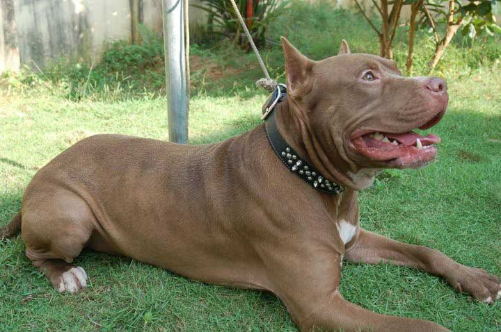 Los perros de las razas consideradas peligrosas, como este Pitbull, deben llevarse atados y con bozal