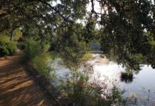 El lago de Ponent de Granollers consolida su biodiversidad tras su naturalización
