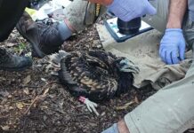 El alimoche consolida su recuperación en el Montseny con un tercer año de anillamiento de pollos